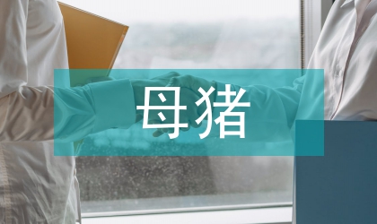 高產(chǎn)母豬飼養(yǎng)淺談